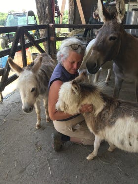 Unbelivable sweet donkeys
